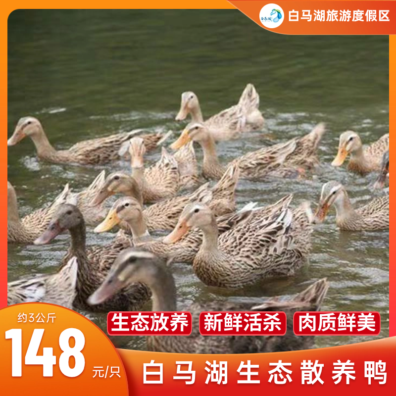 白马湖生态散养鸭