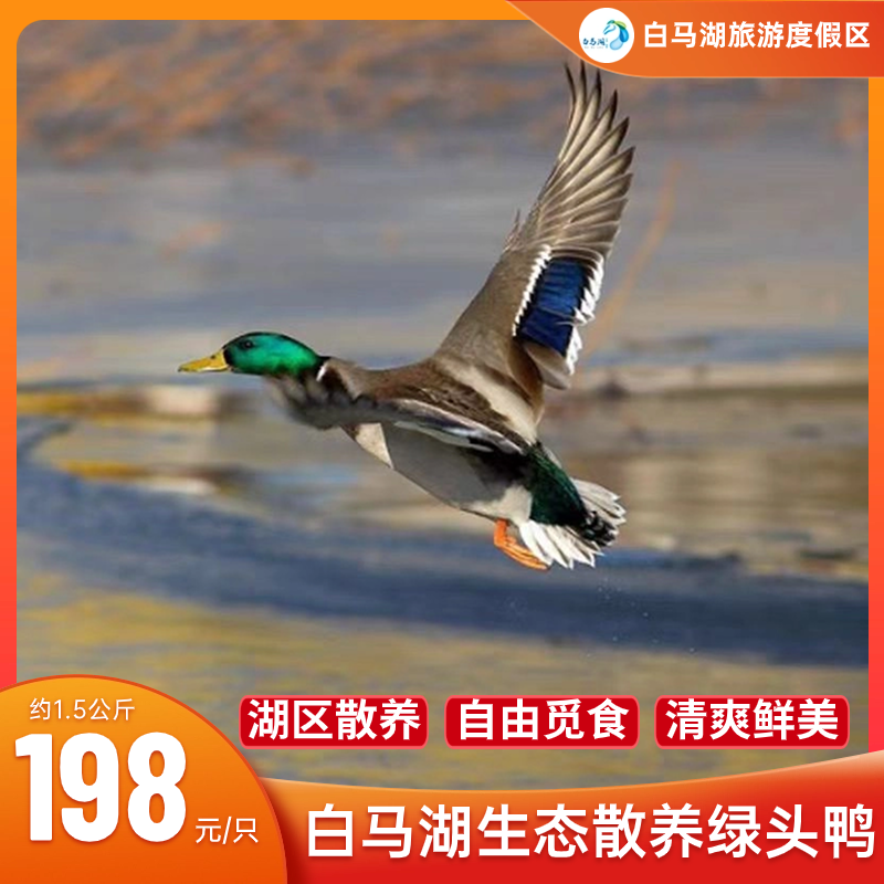 白马湖生态散养绿头鸭